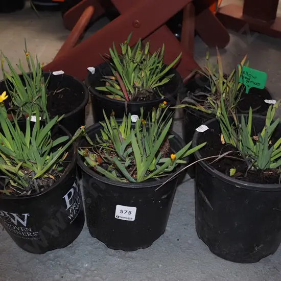 6x potted yellow eyed grasses