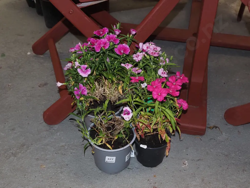 4x potted dianthus Image 1++