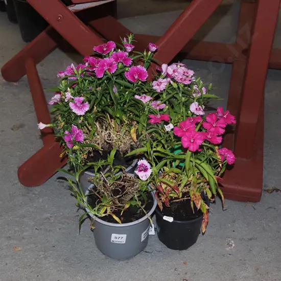 4x potted dianthus