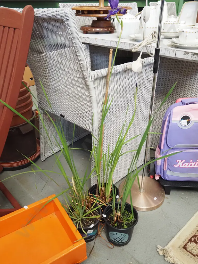 3x potted purple irises Image 1++
