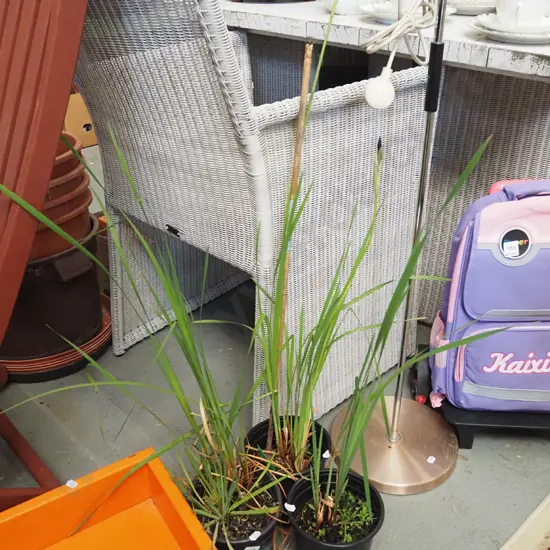 3x potted purple irises