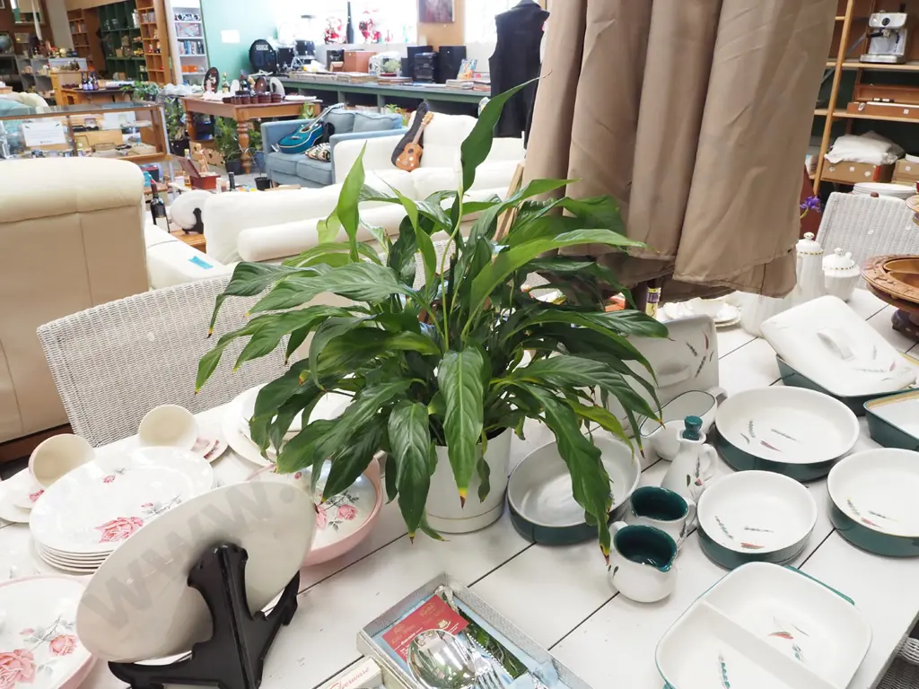 peace lily in plastic planter Total H600 Image 1++