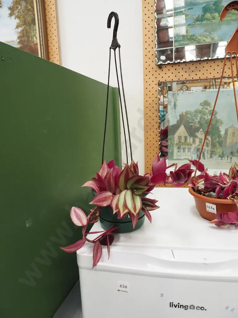 zebra plant in plastic hanging pot Image 1++