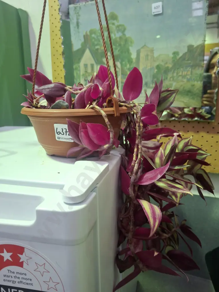 zebra plant in plastic hanging pot Image 1++