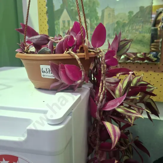 zebra plant in plastic hanging pot