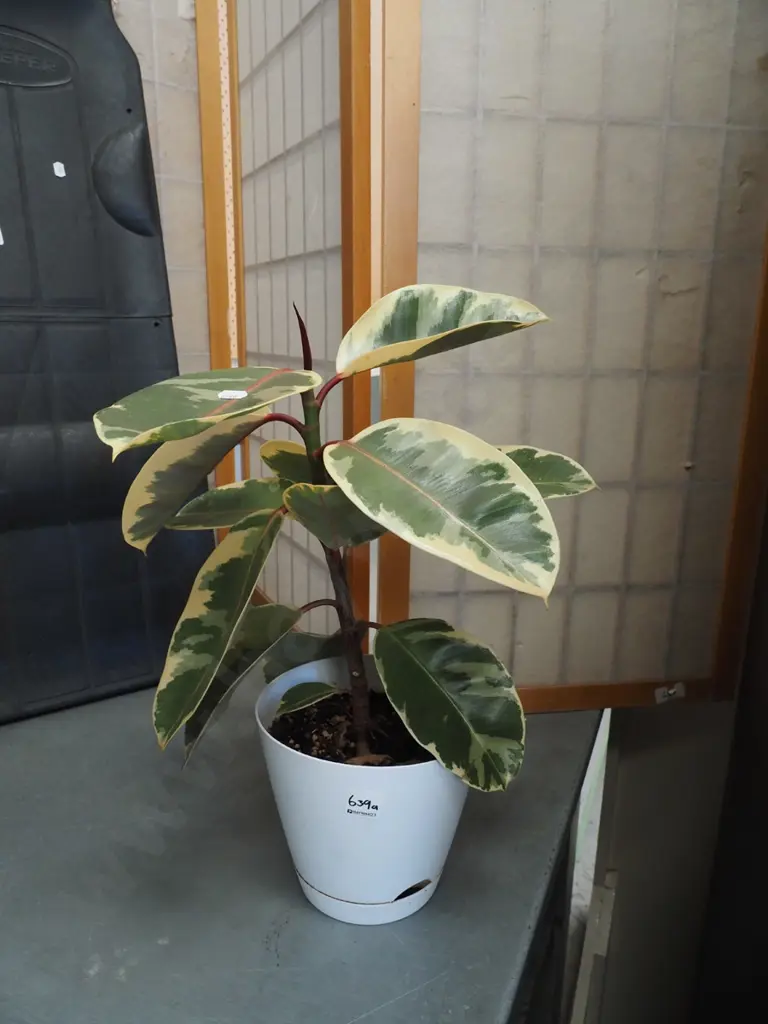 ficus in plastic planter Total H490 Image 1++