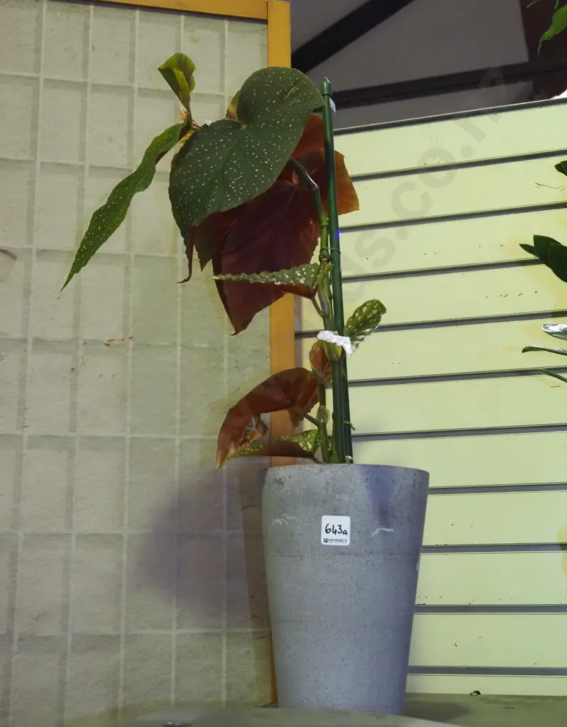 begonia escargot in composite planter Total H670 Image 1++