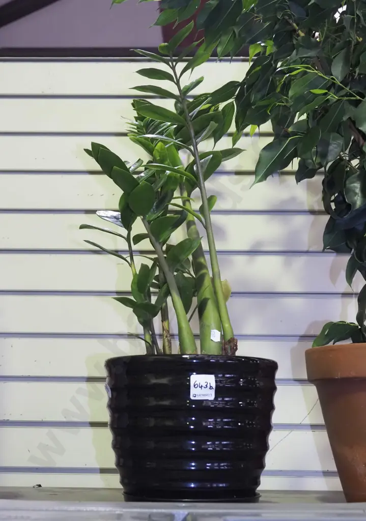 zamioculcas in black glazed ribbed planter Total H700 Image 1++