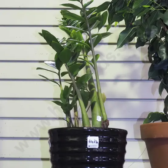 zamioculcas in black glazed ribbed planter Total H700