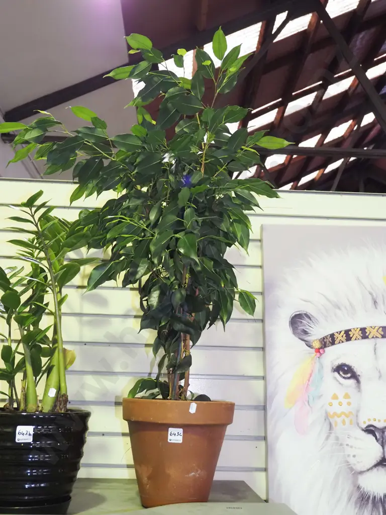 ficus in terracotta planter Total H900 Image 1++