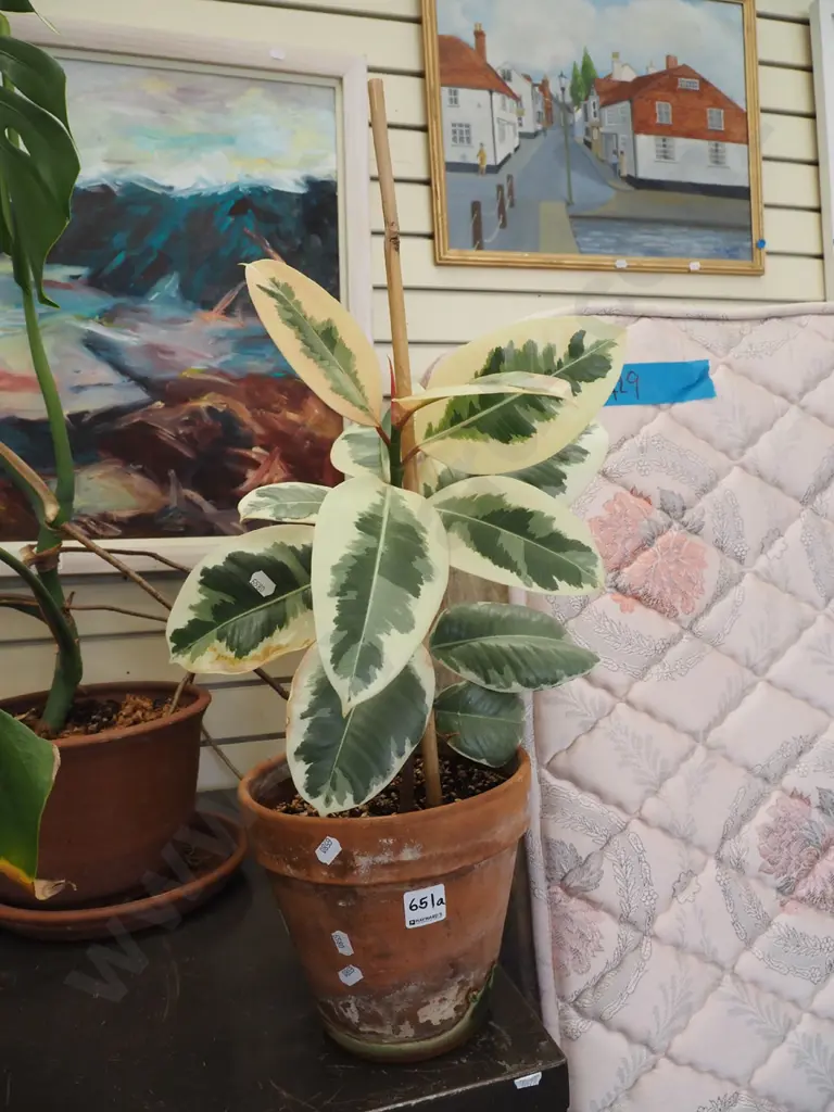 ficus tineke in terracotta planter Total H490 Image 1++