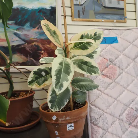 ficus tineke in terracotta planter Total H490