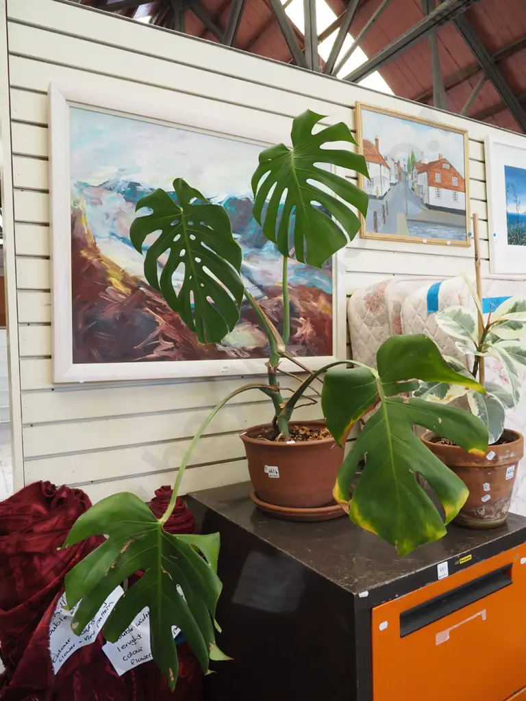 fruit salad plant in terracotta planter Total H850 Image 1++