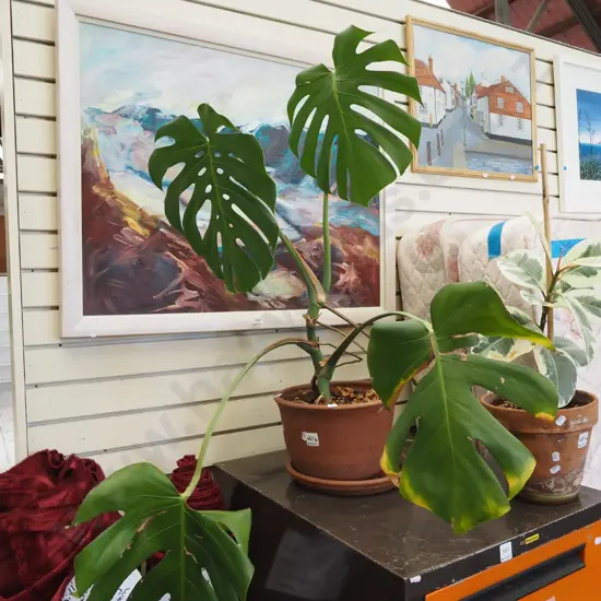 fruit salad plant in terracotta planter Total H850