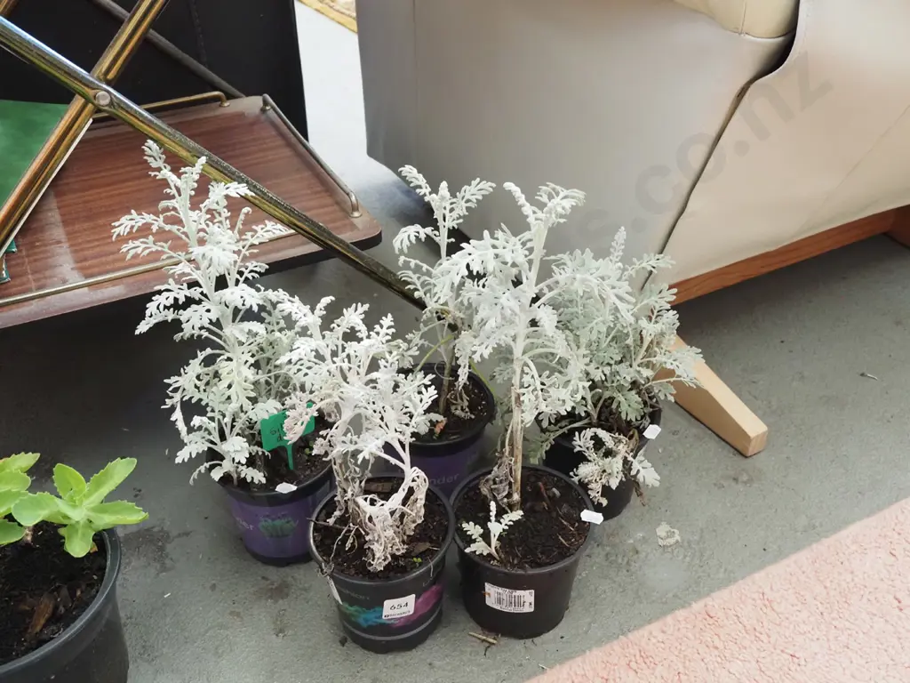 5x potted silver dust plants Image 1++