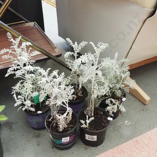 5x potted silver dust plants