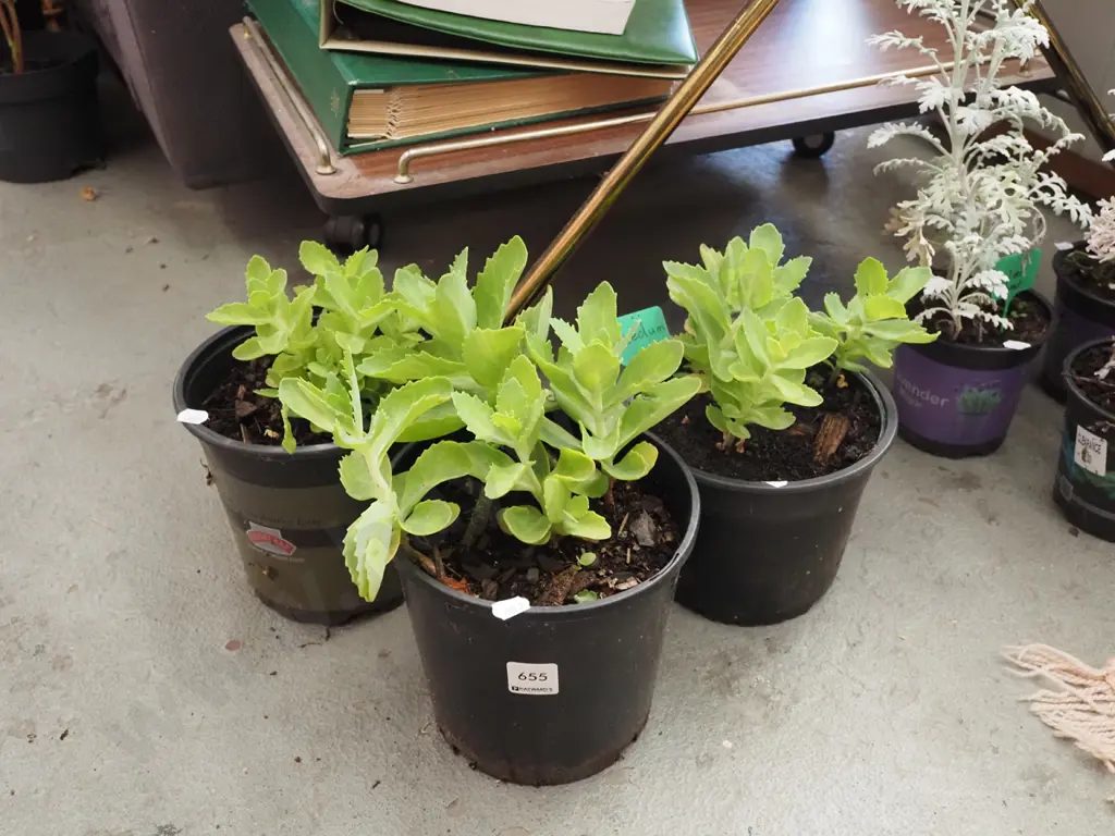 3x potted sedum  Image 1++