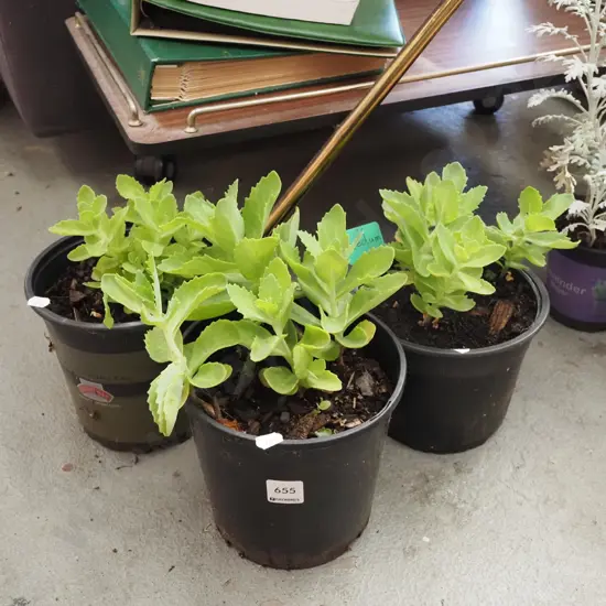 3x potted sedum 