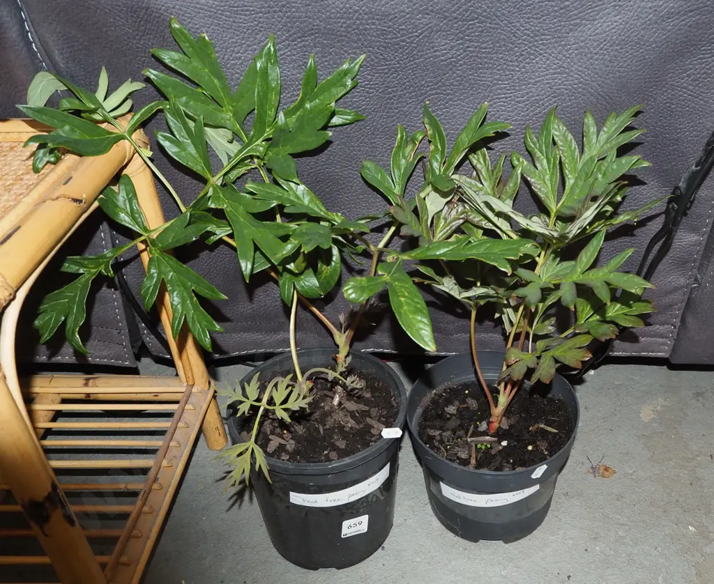 2x potted red tree peonies Image 1++