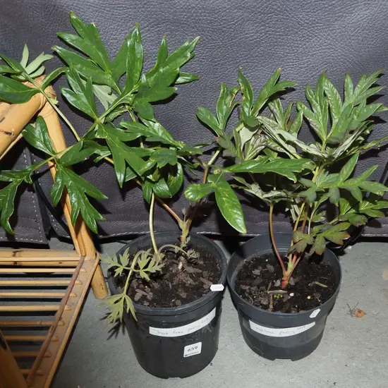 2x potted red tree peonies