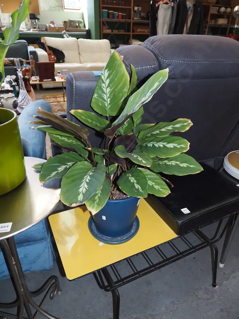 potted indoor plant - unknown plant Image 1++