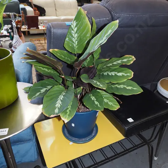 potted indoor plant - unknown plant