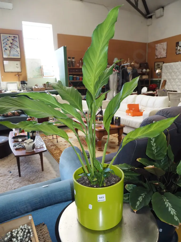 potted indoor plant - peace lily Image 1++