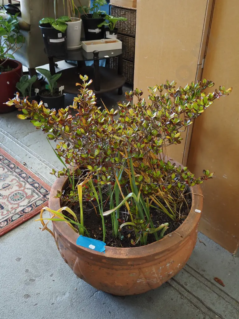 unknown plant in terracotta planter Planter H340 Image 1++