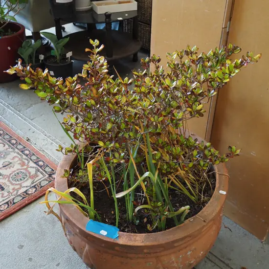 unknown plant in terracotta planter Planter H340