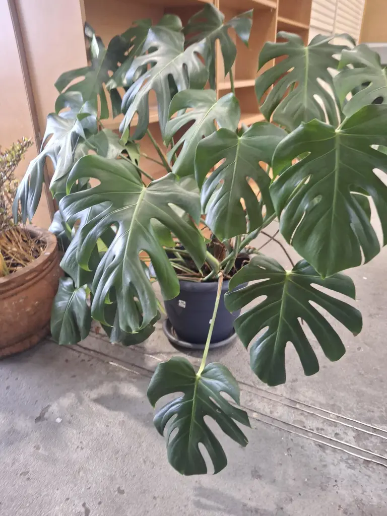 fruit salad plant in terracotta planter Total H1100 Image 1++