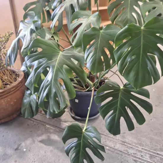 fruit salad plant in terracotta planter Total H1100