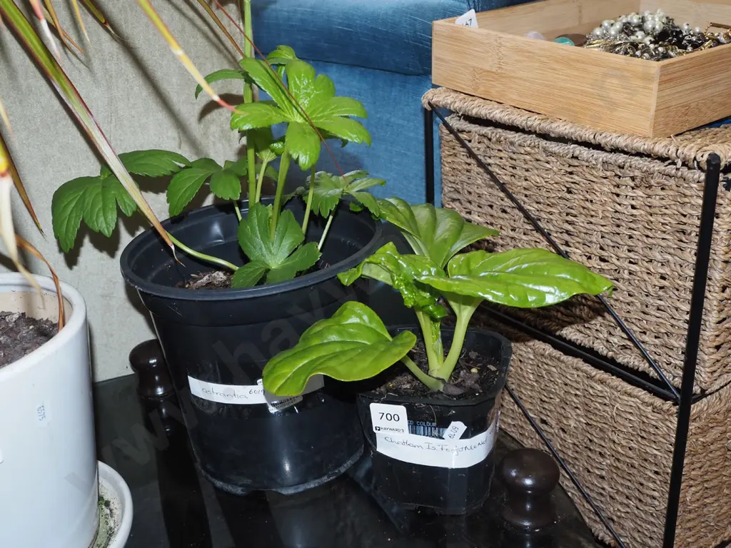 potted astrantia, small potted Chatham Forget Me Not Image 1++