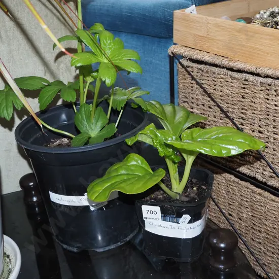 potted astrantia, small potted Chatham Forget Me Not