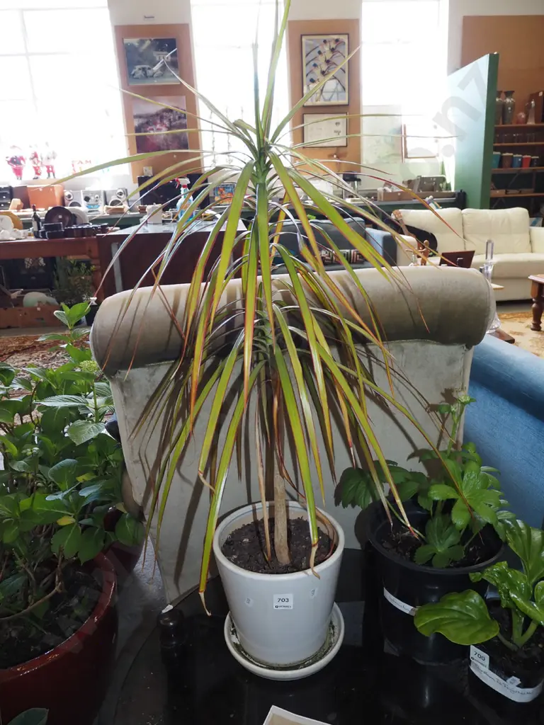 potted dracena Image 1++