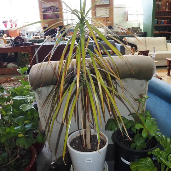 potted dracena