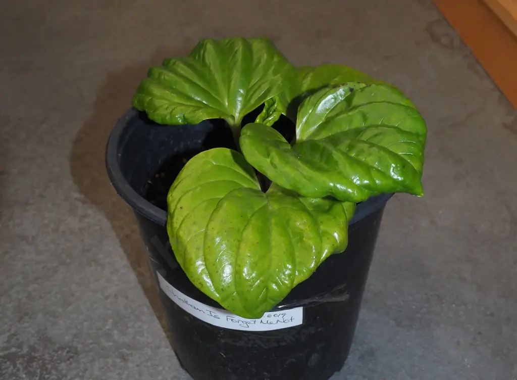 potted Chatham Island forget me not Image 1++