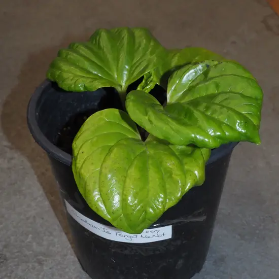 potted Chatham Island forget me not