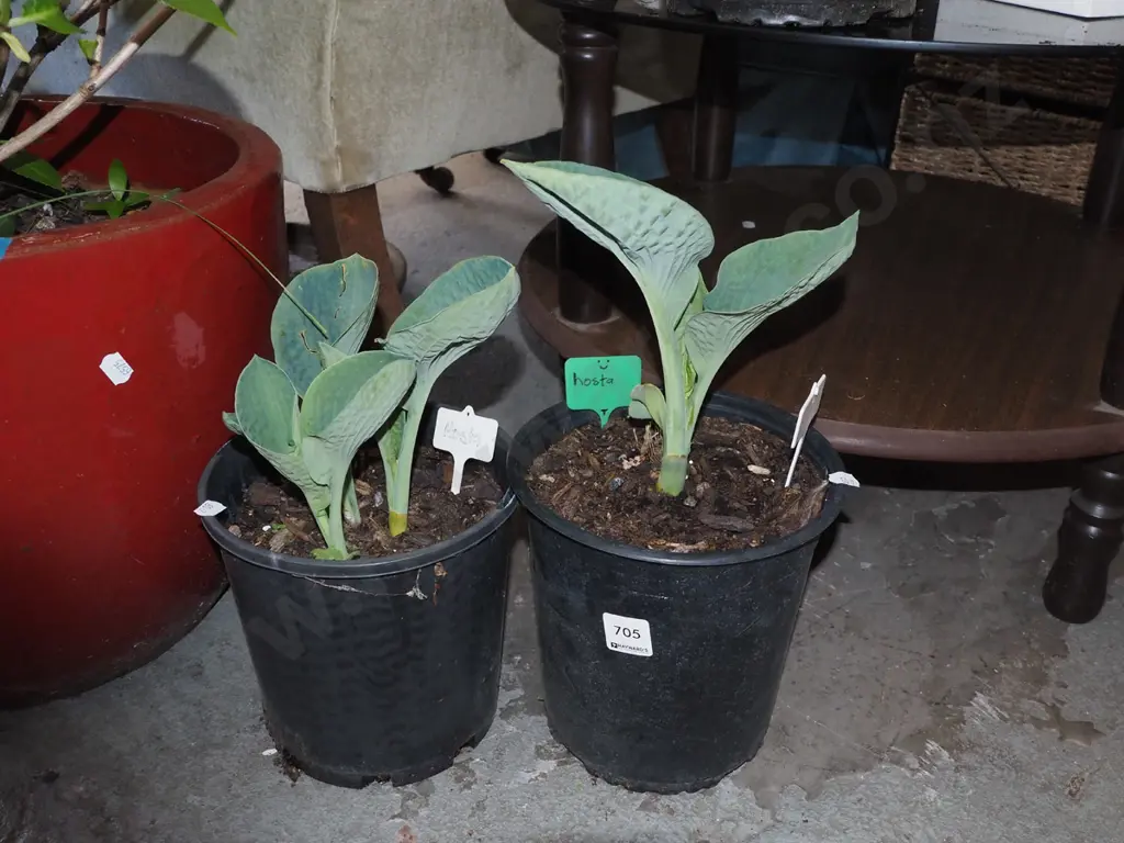 2x potted hostas Image 1++