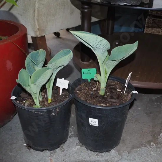 2x potted hostas