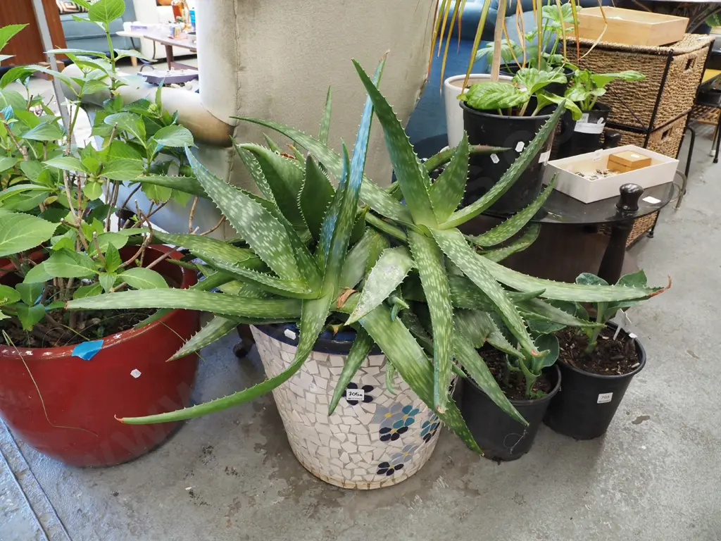 aloe in mosaic planter Planter H370 Image 1++