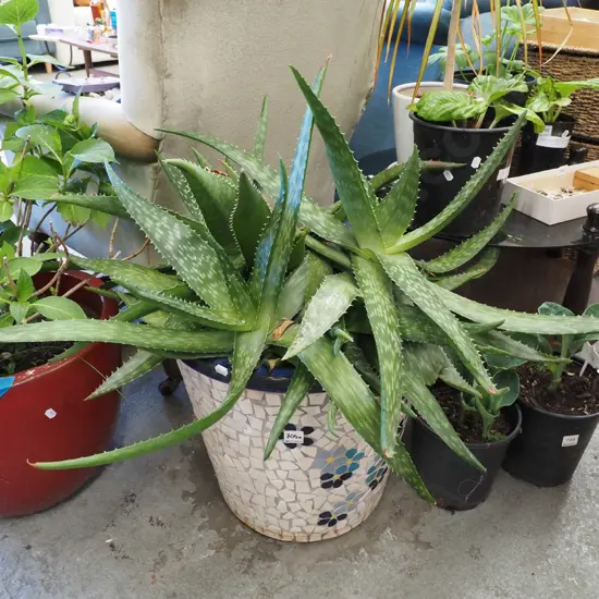 aloe in mosaic planter Planter H370