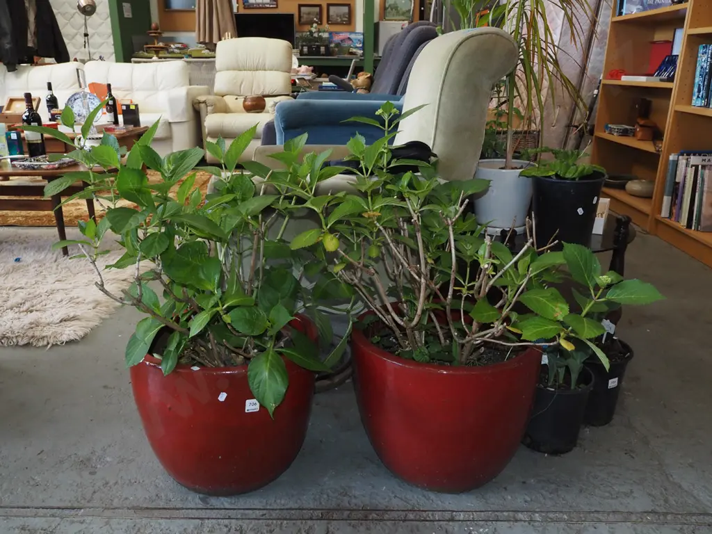 2x red glazed planters with  hydrangeas Planter H300 Image 1++