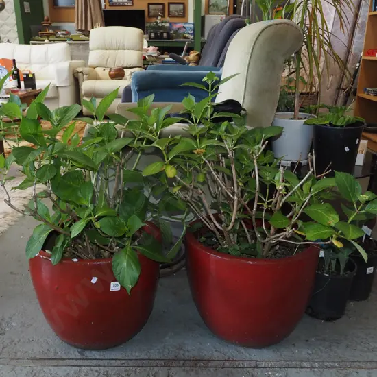 2x red glazed planters with  hydrangeas Planter H300