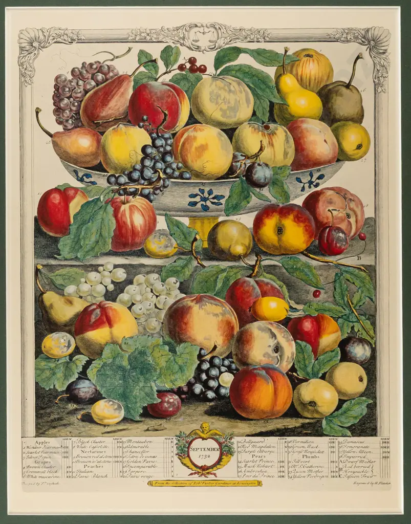 framed reproduction botanical fruit print - H420 W320 Image 1++