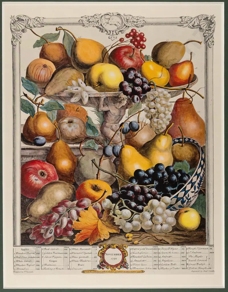 framed reproduction botanical fruit print - H420 W320 Image 1++