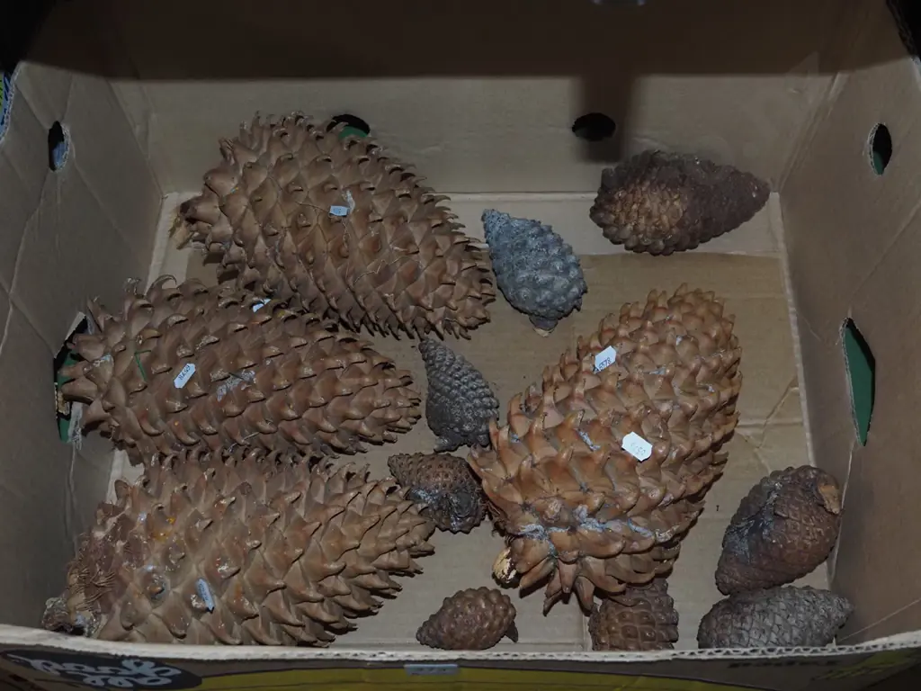 box of large pine cones Image 1++
