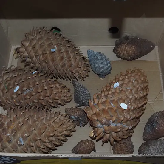 box of large pine cones