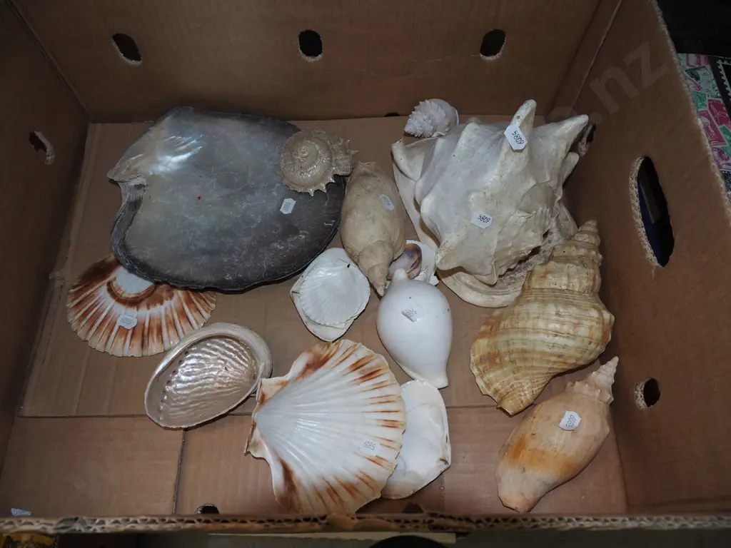 box of seashells Image 1++