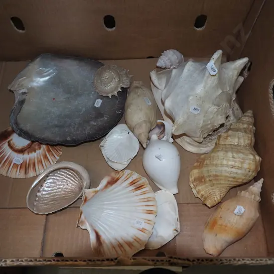 box of seashells