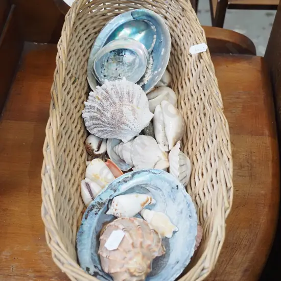 cane basket, seashells
